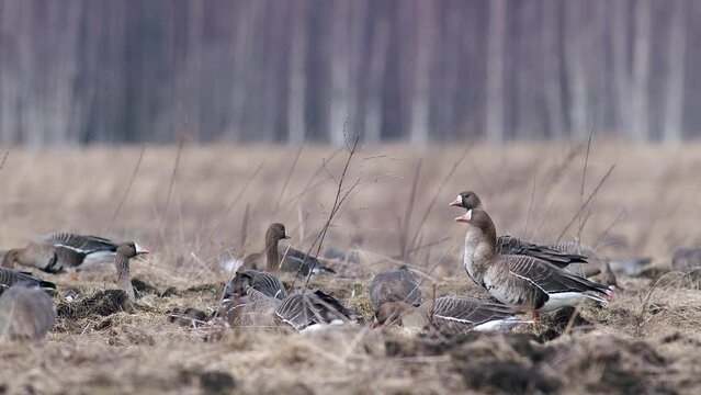 Large flock of white-fronted and other geese during spring migration resting and feeding on meadow take off