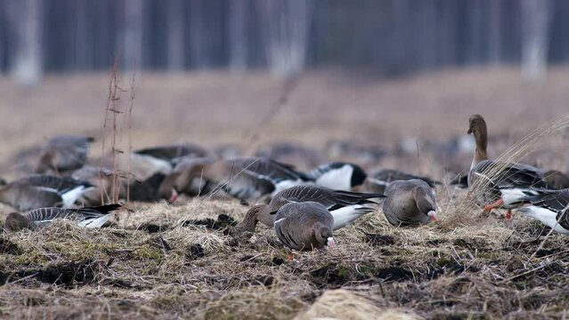 Large flock of white-fronted and other geese during spring migration resting and feeding on meadow take off