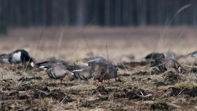 Large flock of white-fronted and other geese during spring migration resting and feeding on meadow take off