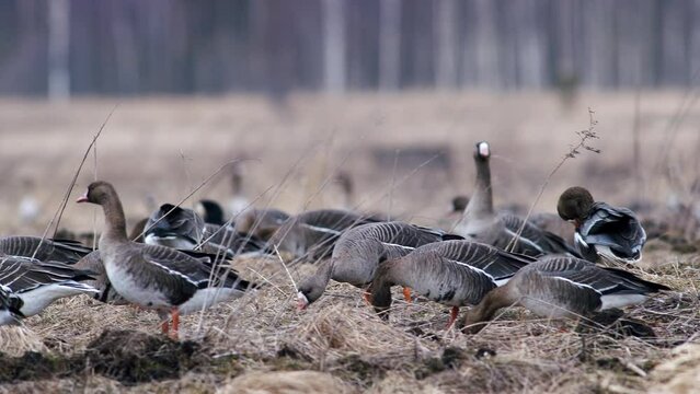 Large flock of white-fronted and other geese during spring migration resting and feeding on meadow take off