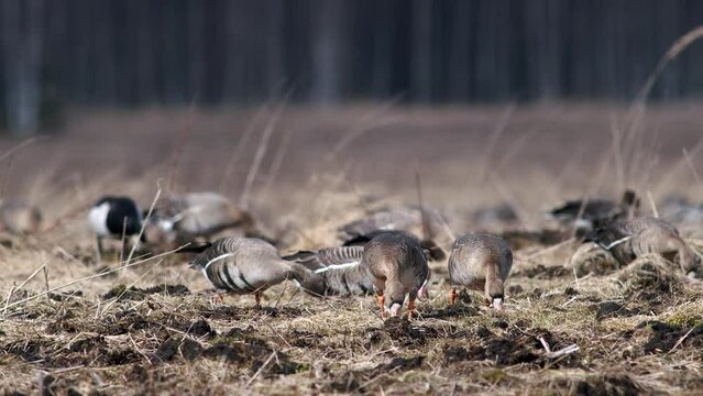 Large flock of white-fronted and other geese during spring migration resting and feeding on meadow take off