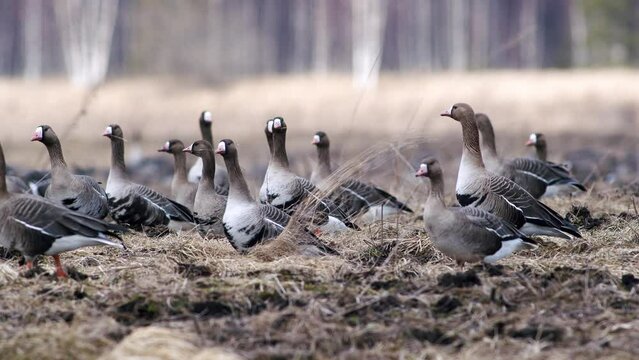 Large flock of white-fronted and other geese during spring migration resting and feeding on meadow take off