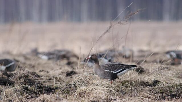 Large flock of white-fronted and other geese during spring migration resting and feeding on meadow take off