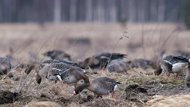 Large flock of white-fronted and other geese during spring migration resting and feeding on meadow take off