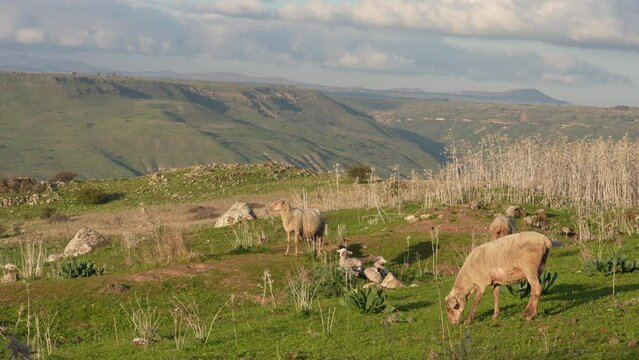Sheep and her few hours old lamb in the Golan Heights