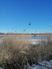 reeds in the snow