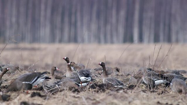 Large flock of white-fronted and other geese during spring migration resting and feeding on meadow take off