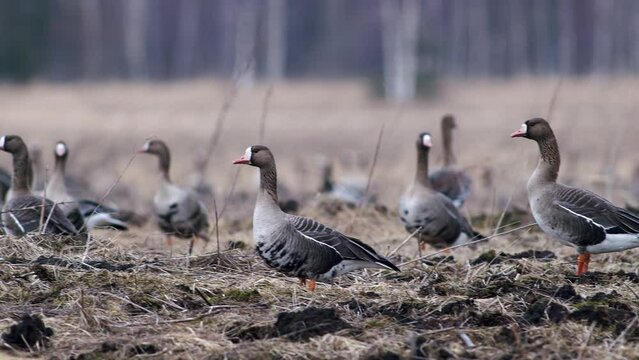 Large flock of white-fronted and other geese during spring migration resting and feeding on meadow take off