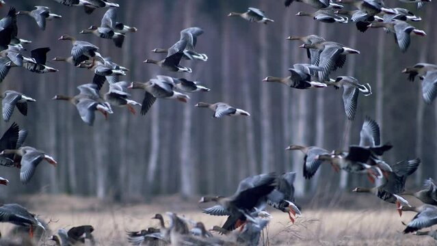 Large flock of white-fronted and other geese during spring migration resting and feeding on meadow take off