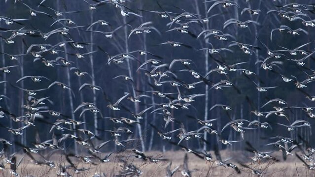 Large flock of white-fronted and other geese during spring migration flying over meadow take off