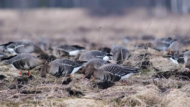 Large flock of white-fronted and other geese during spring migration resting and feeding on meadow take off