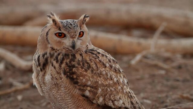 Pharaoh eagle-owl (Bubo ascalaphus)