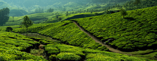 Green tea plantation view from Munnar Kerala