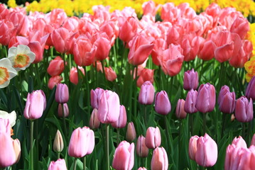 tulip plantation park, amsterdam, holland