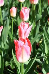 tulip plantation park, amsterdam, holland
