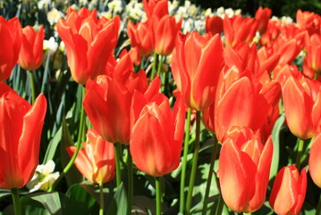 Obraz premium tulip plantation park, amsterdam, holland