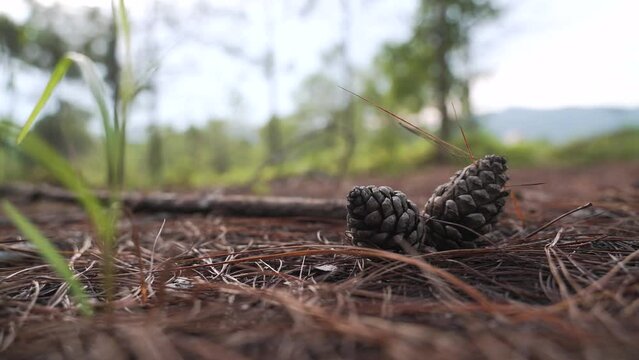 Dried pine cone on the ground in the Asian country