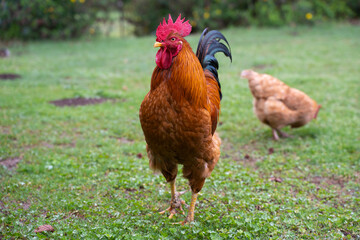 Elegant countryside farm rooster. Male Bantam chicken. Red cockerel fowl. Organic free-range...