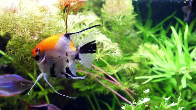 Pterophyllum scalare, most commonly referred to as angelfish or freshwater angelfish, is the most common species of Pterophyllum kept in captivity. (Altum Angel)