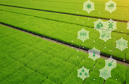 Green rice field image and farming tools icon and equipment icon background representative of smart farming. Connection node.