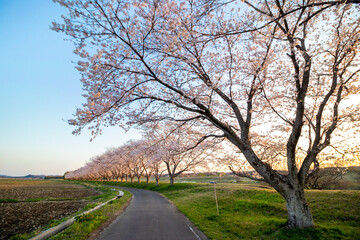 Sakura road 