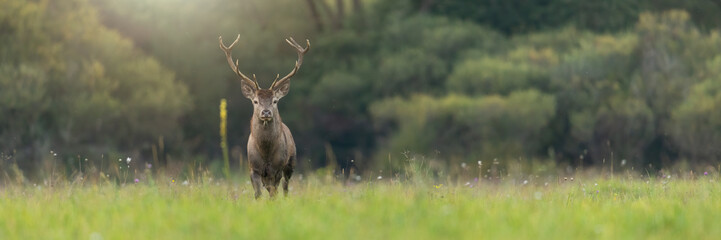 Red deer, cervus elaphus, stag looking into the camera on a green meadow in summer with copy space. Brown wild animal with antlers standing in summer nature in panoramic horizontal composition.