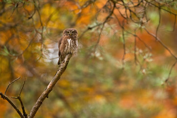 Eurasian pygmy owl, glaucidium passerinum, sitting on a branch in autumn colorful forest. Wild owl with brown and white feathers and yellow eyes perched in woodland with copy space.