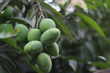 A bunch of green mangoes on garden