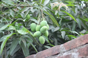 A bunch of green mangoes on garden