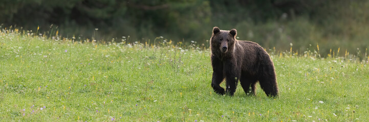 Naklejka na ściany i meble Panoramic view of tranquil brown bear, ursus arctos, walking on green meadow in summer nature. Large mammal with dark fur taking a step with copy space. Animal wildlife from side.