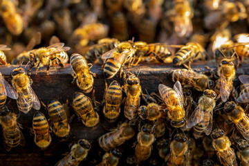 Close up of bees on hive honeycomb. bees gather on beehive. selective focus.