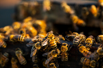 Close up of bees on hive honeycomb. bees gather on beehive. selective focus. - obrazy, fototapety, plakaty
