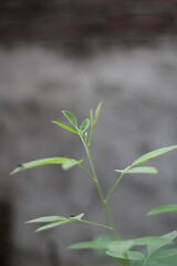 Closeup shot of newly grow green plants