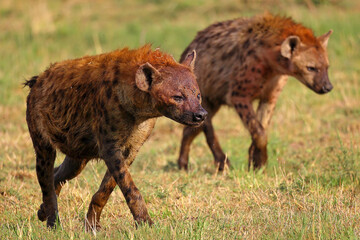 Bloody hyenas