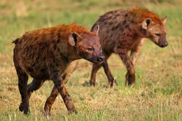  Bloody hyenas © Johan