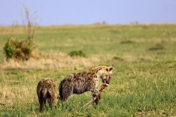 Hyena with zebra leg
