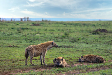 Hyena family