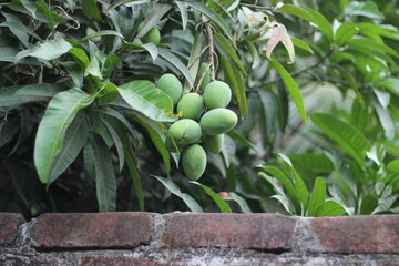 A bunch of green mangoes on garden