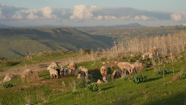 Lamb playing and jumping in the Golan Heights