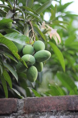 A bunch of green mangoes in garden