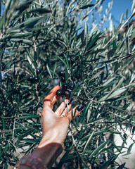 hand reaching for olive on the tree