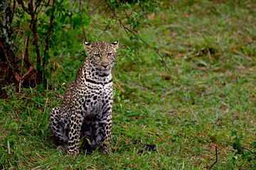 Leopard in bush