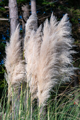 Stems of decorative pampas grass on the background of the forest.