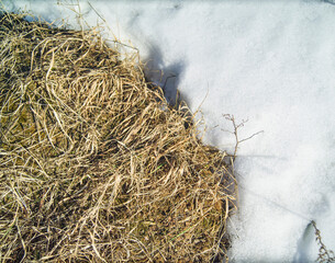 dead grass and melting snow