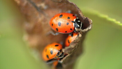 Orange ladybugs on a leaf in Cotacachi, Ecuador