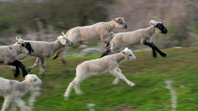 Lamb playing and jumping in the Golan Heights