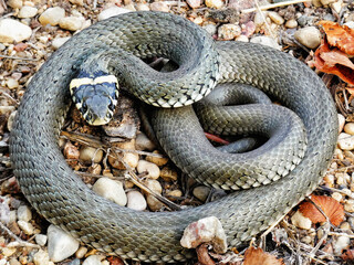 the twisted serpent warms itself in the sun