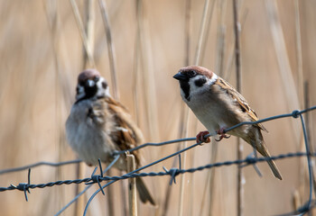 Spatz