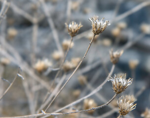 Macro of dead dried wildflower plants in winter, nobody