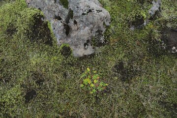 Moss around the rock on the ground